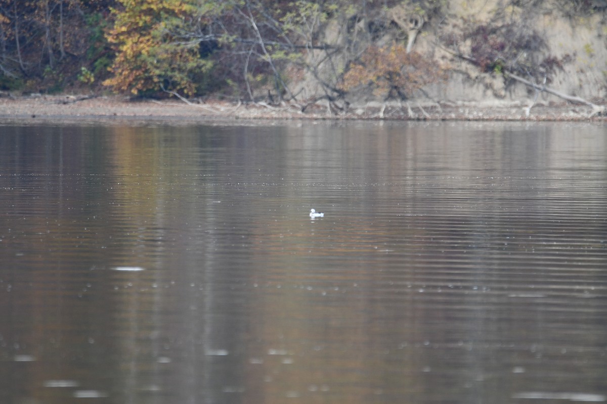 Long-tailed Duck - ML644542134