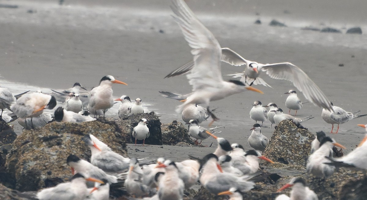 Эгэл хараалай - ML644542136