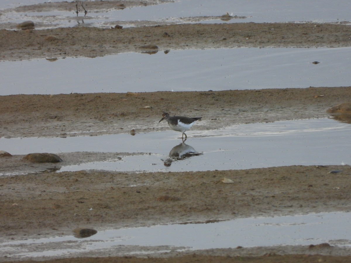 磯鷸 - ML644542140