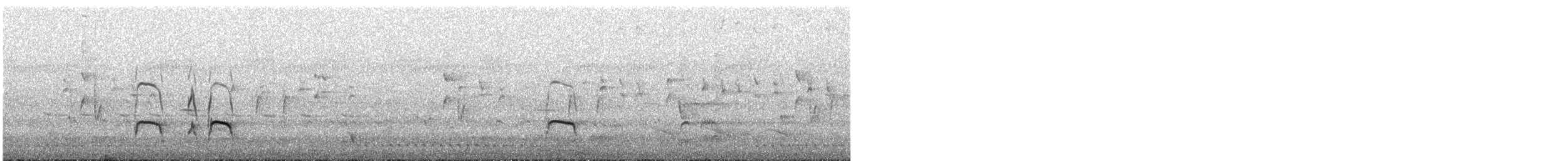 Pied Oystercatcher - ML644542155