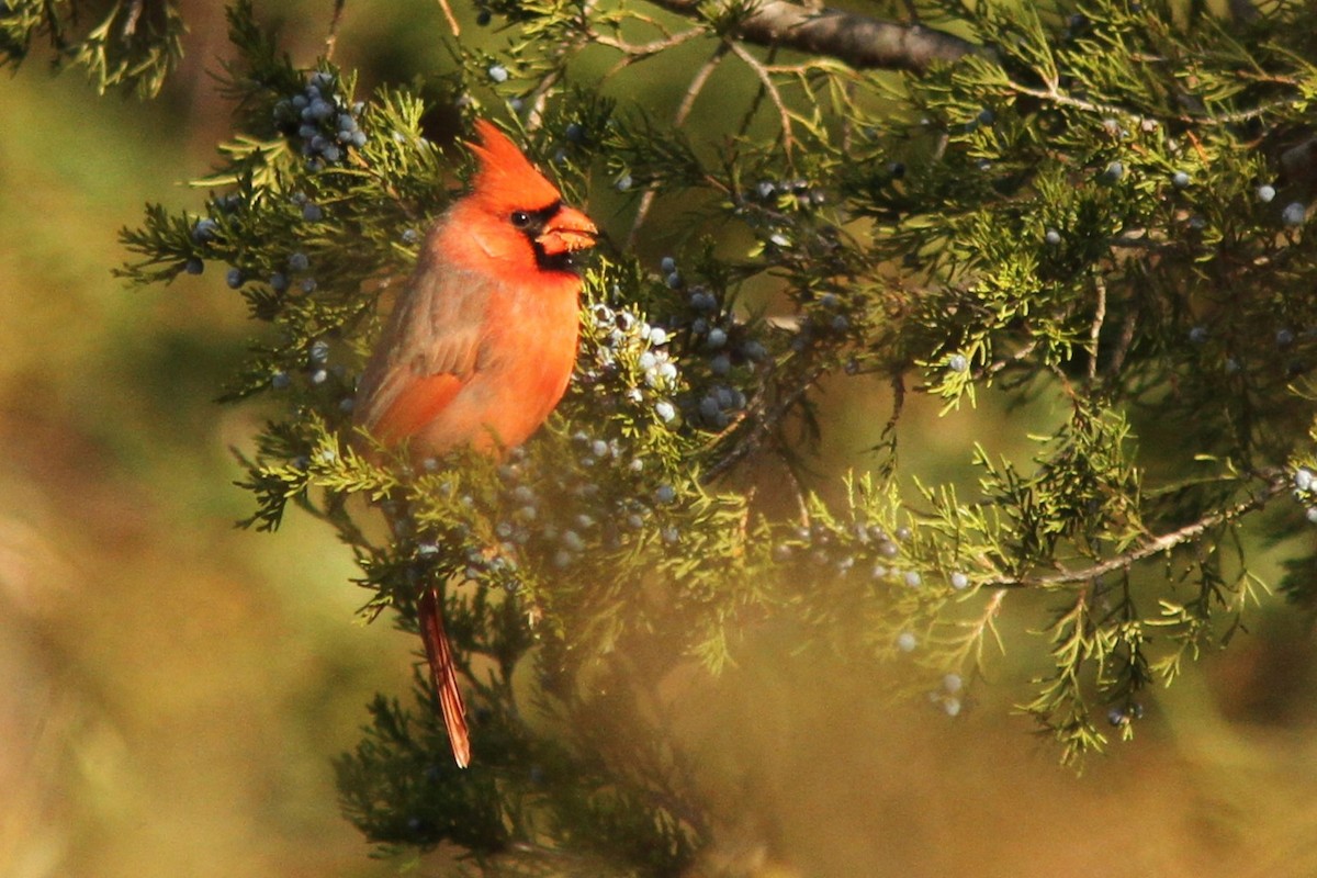 Northern Cardinal - ML644542157