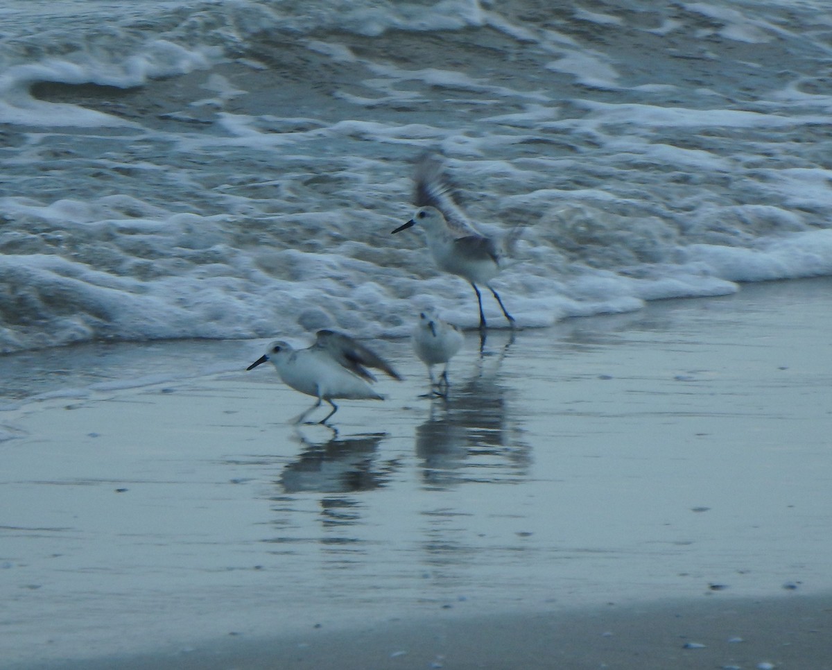 Sanderling - ML644542167