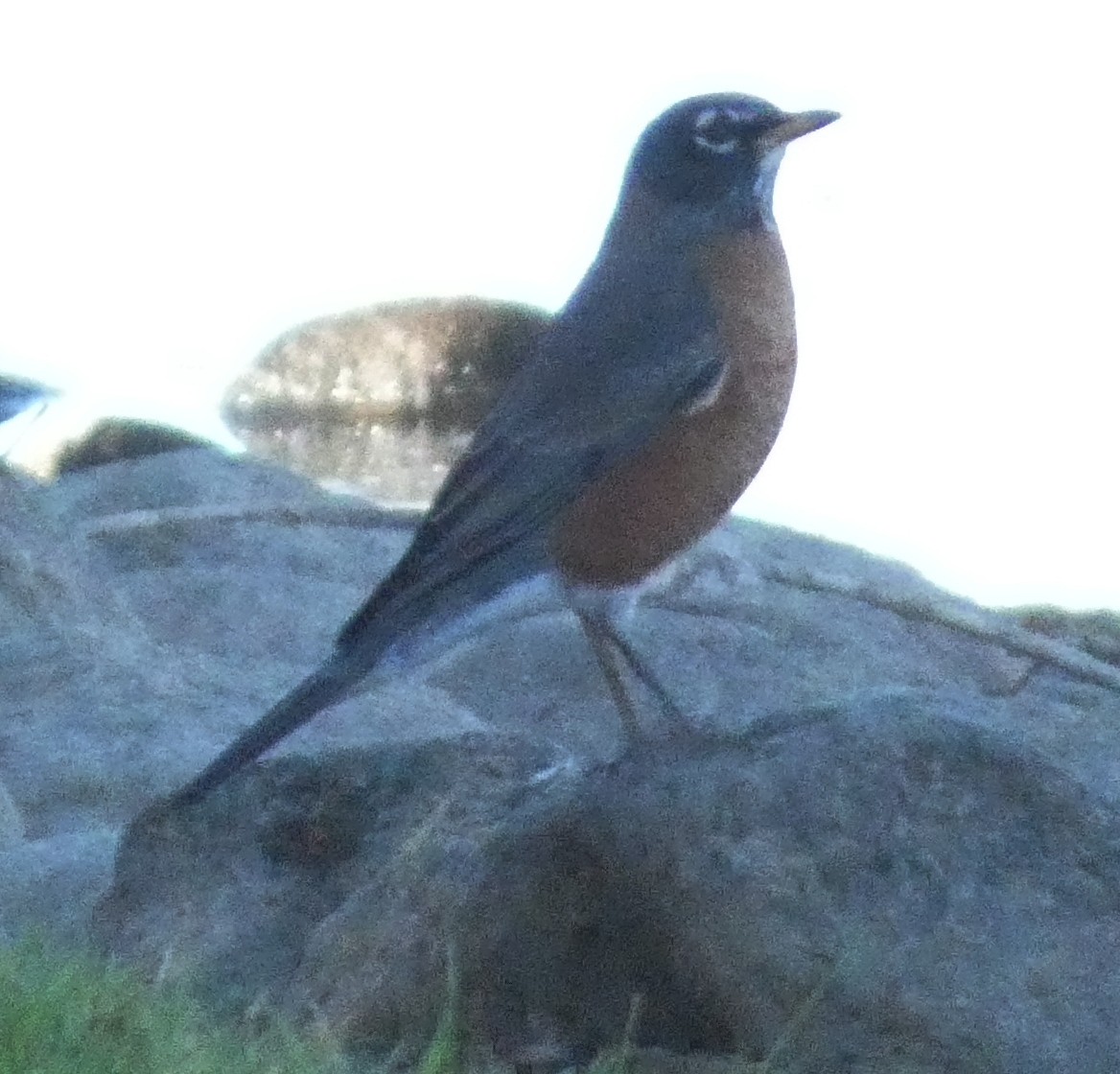 קיכלי נודד - ML644542168