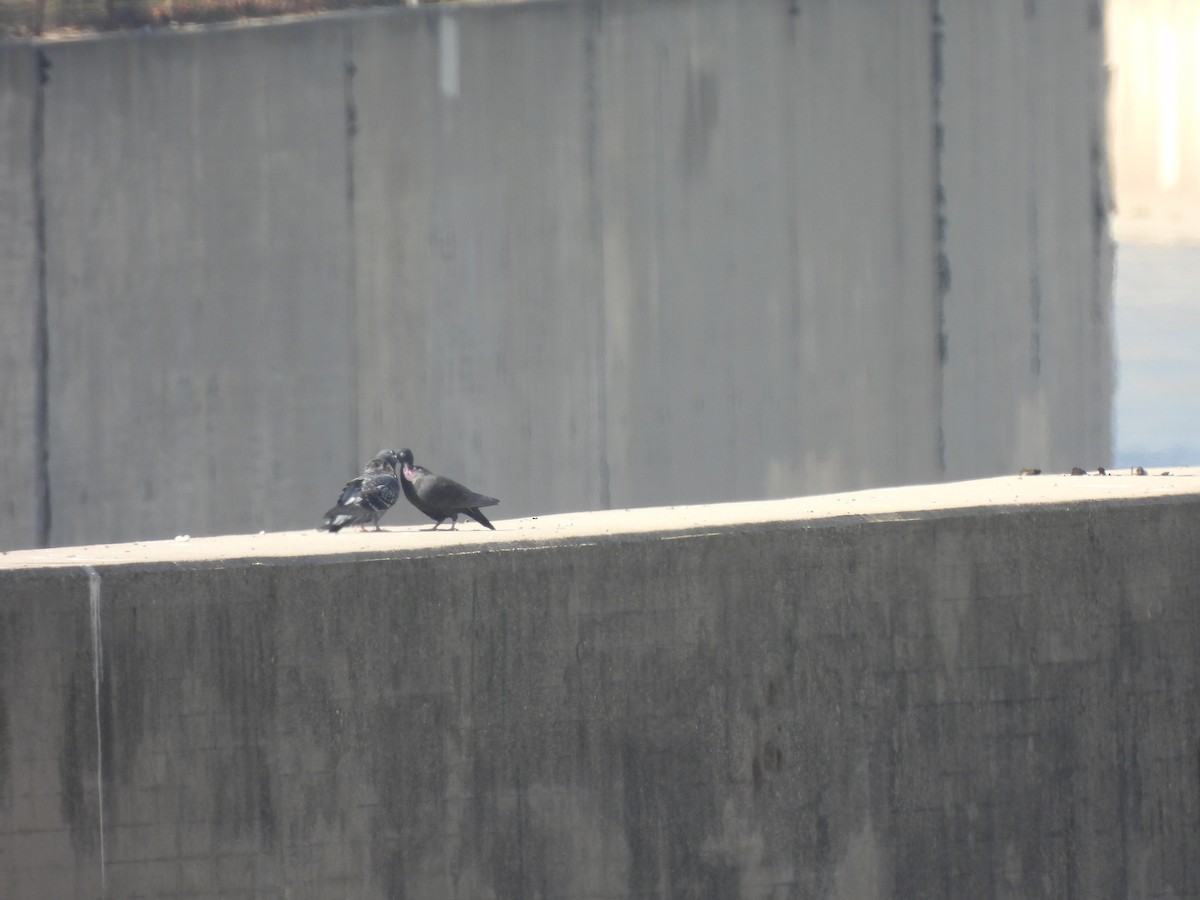 カワラバト（ドバト、家畜型） - ML644542170