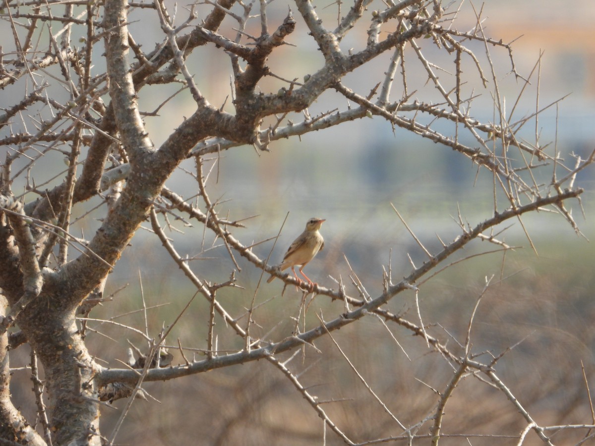 Tawny Pipit - ML644542171