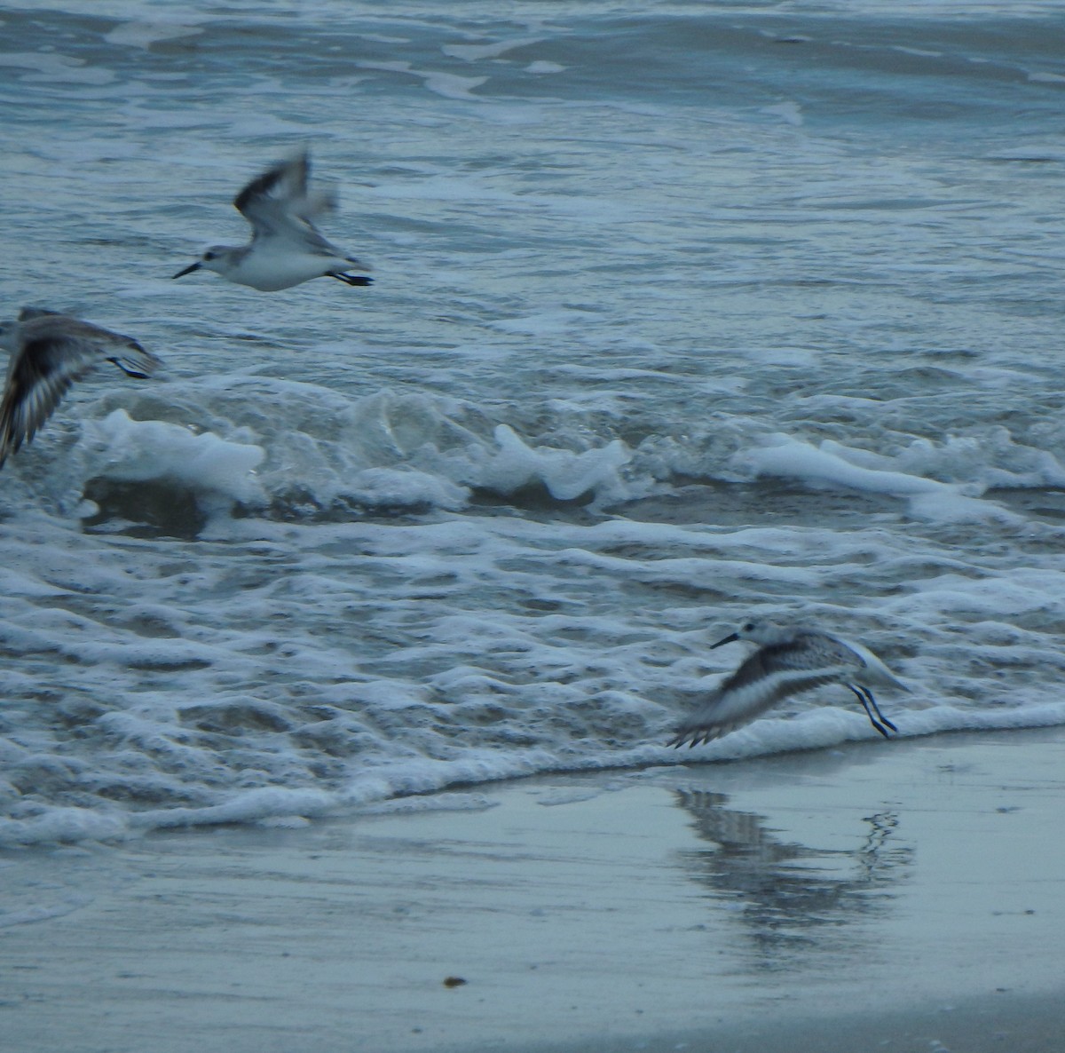 Sanderling - ML644542175