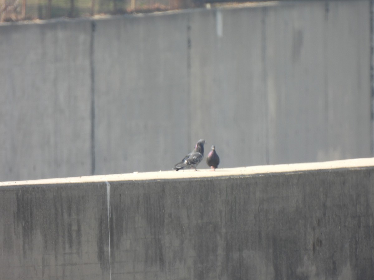 カワラバト（ドバト、家畜型） - ML644542176