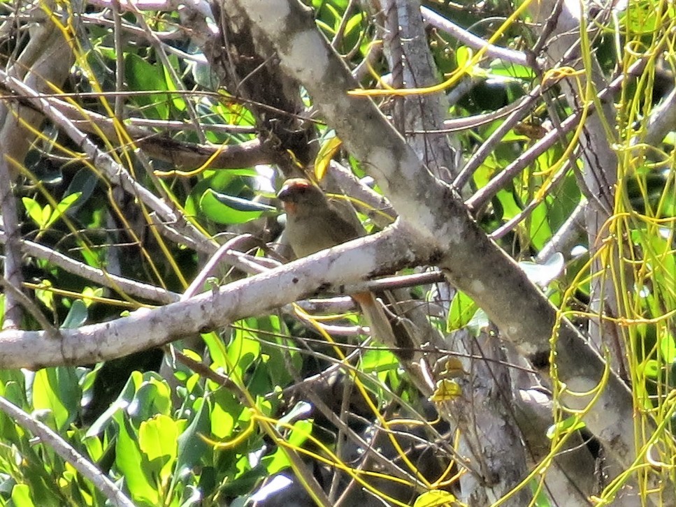 rødbrynspurv - ML644542178