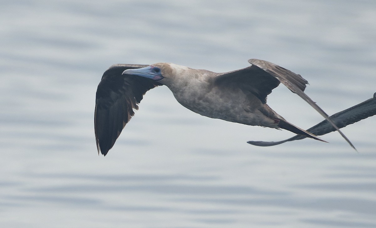 Rotfußtölpel - ML644542179