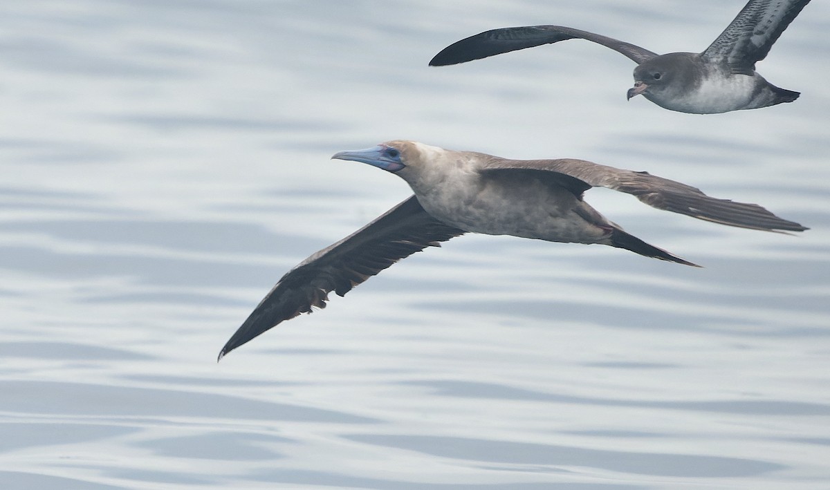 Rotfußtölpel - ML644542180