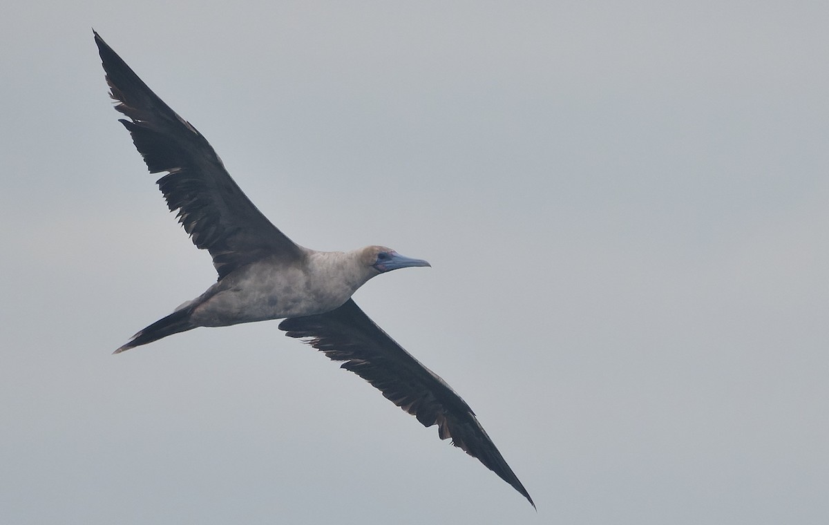 Rotfußtölpel - ML644542181