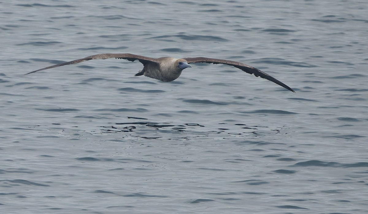 Rotfußtölpel - ML644542182