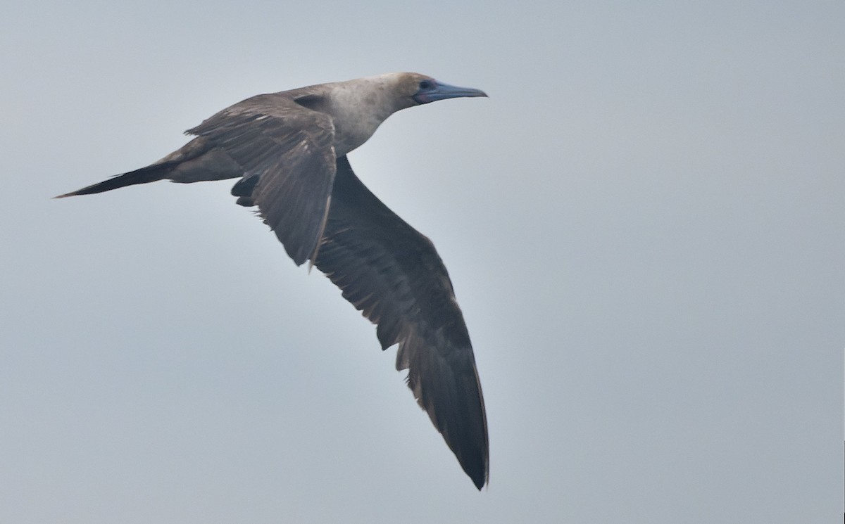 Rotfußtölpel - ML644542183