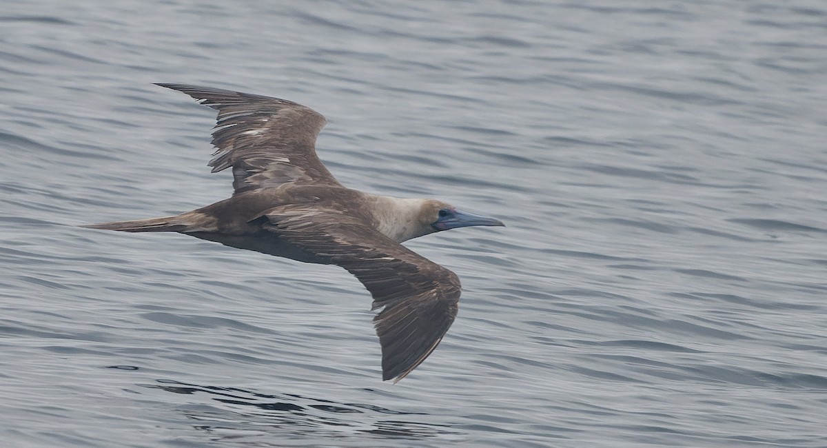 Rotfußtölpel - ML644542184