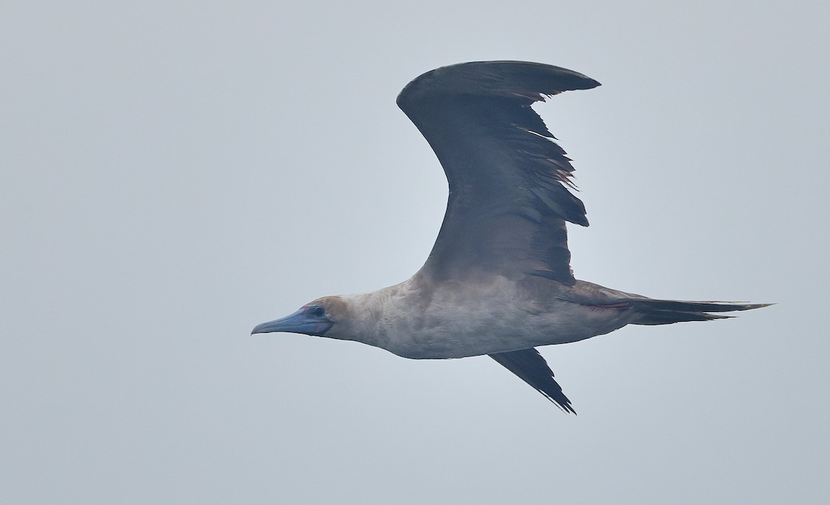 Rotfußtölpel - ML644542185