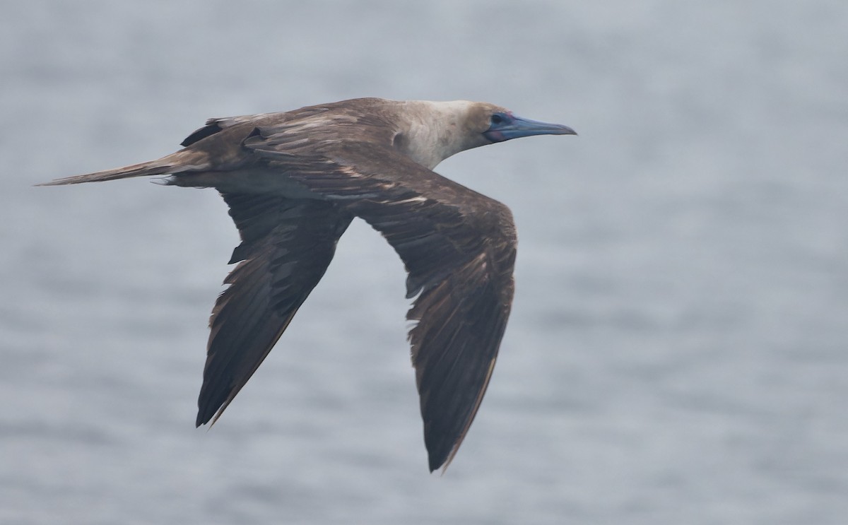 Rotfußtölpel - ML644542186