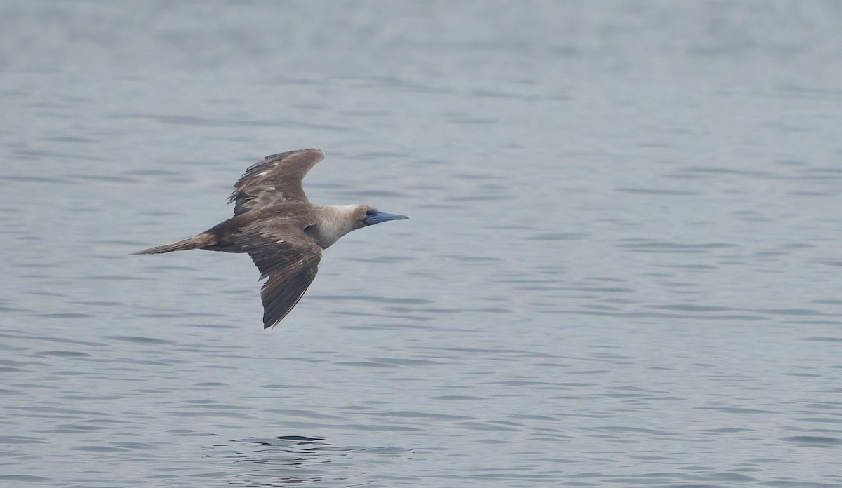 Rotfußtölpel - ML644542187