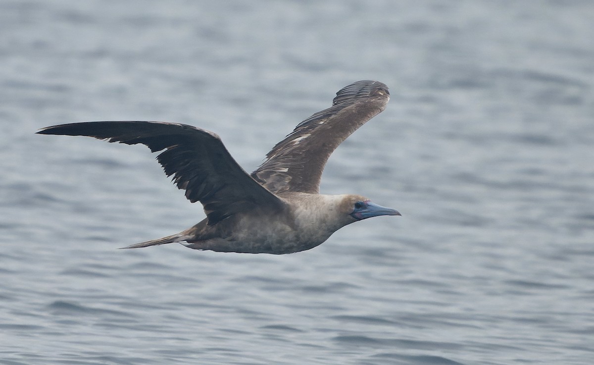 Rotfußtölpel - ML644542188