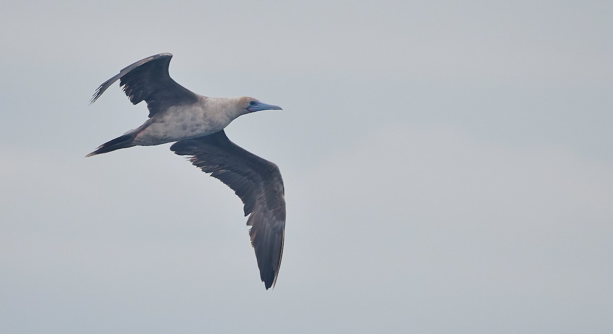 Rotfußtölpel - ML644542189