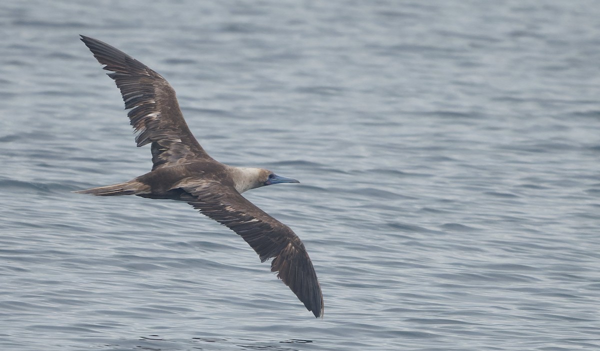 Rotfußtölpel - ML644542190