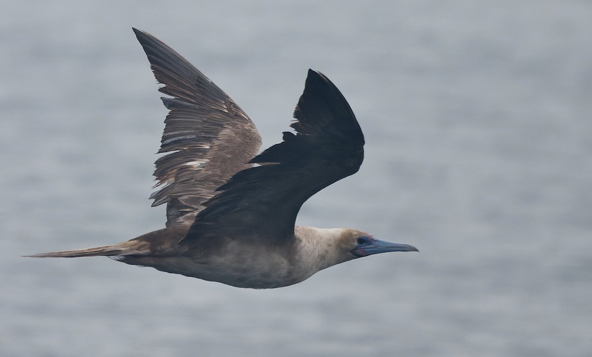 Rotfußtölpel - ML644542191