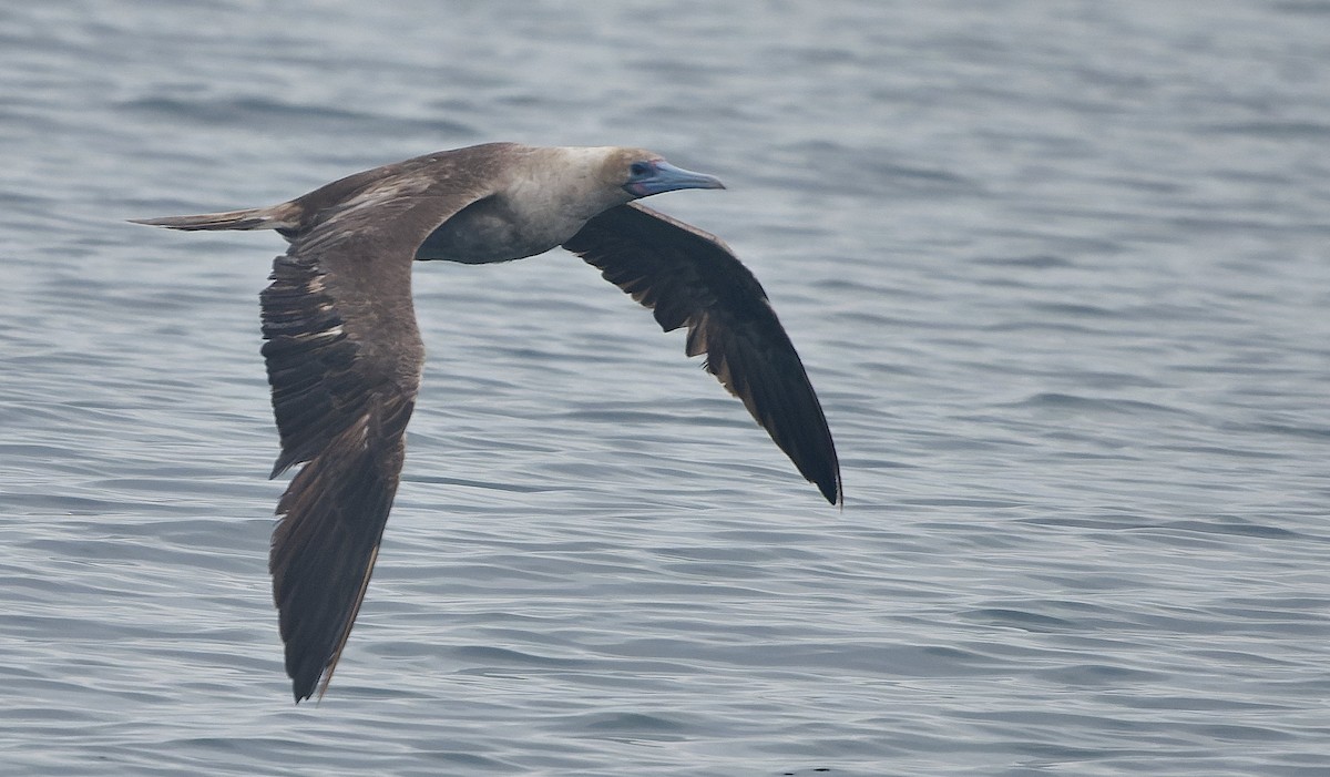 Rotfußtölpel - ML644542192