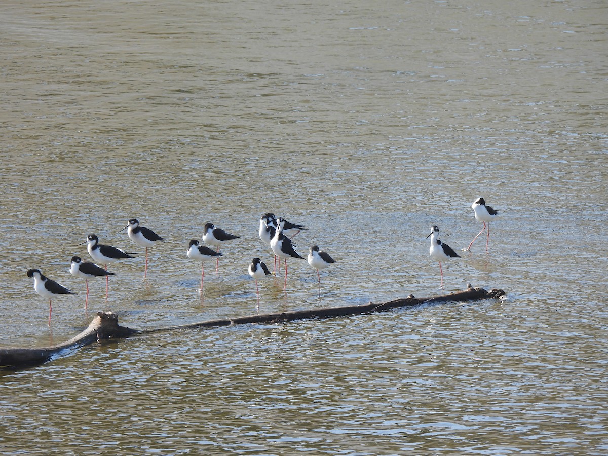 Échasse d'Amérique - ML644542199