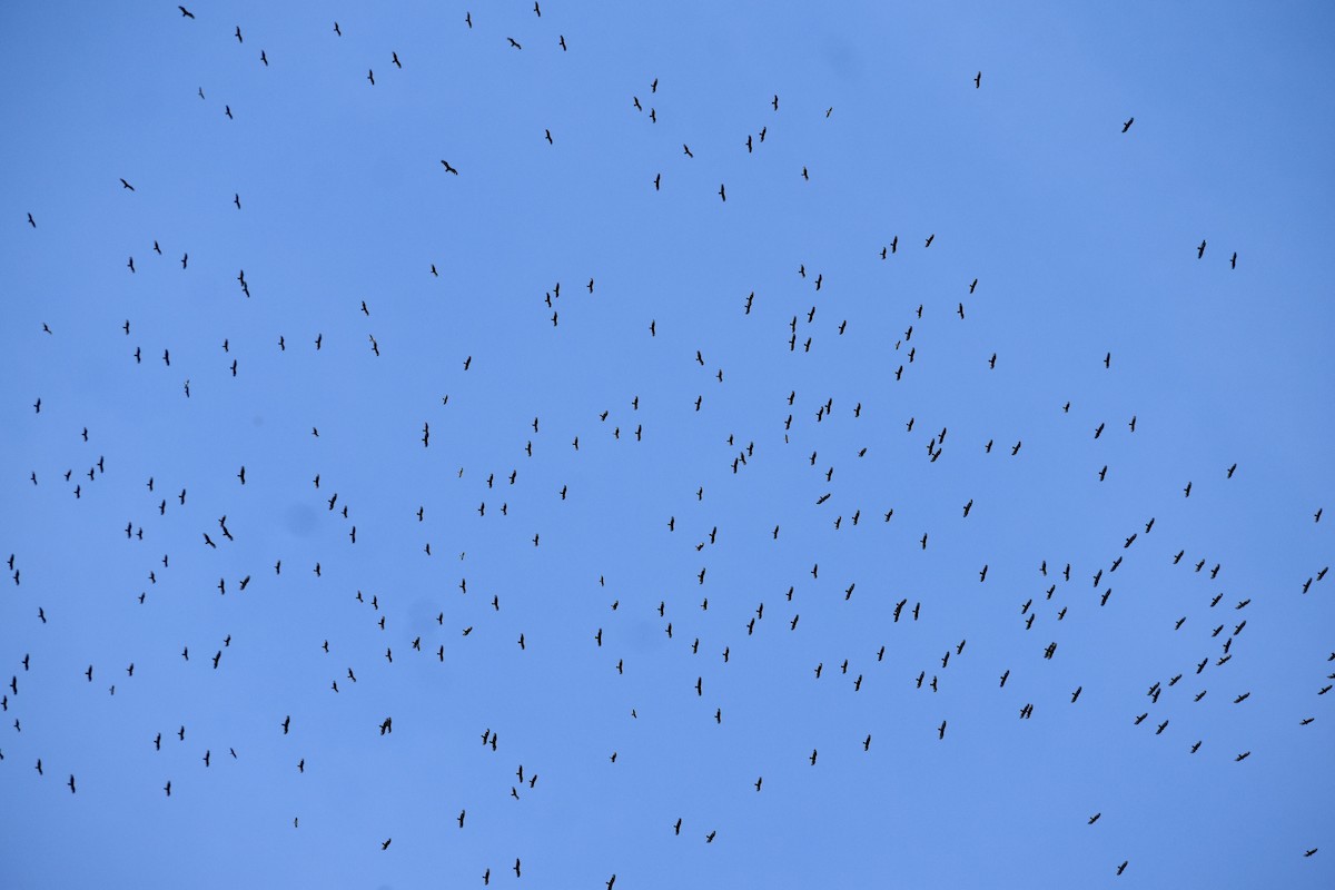 kalkunkondor - ML644542203