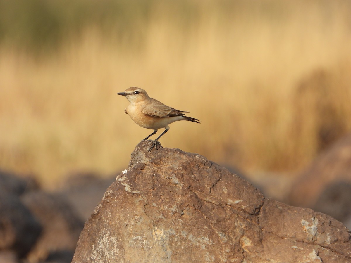 Isabelline Wheatear - ML644542205