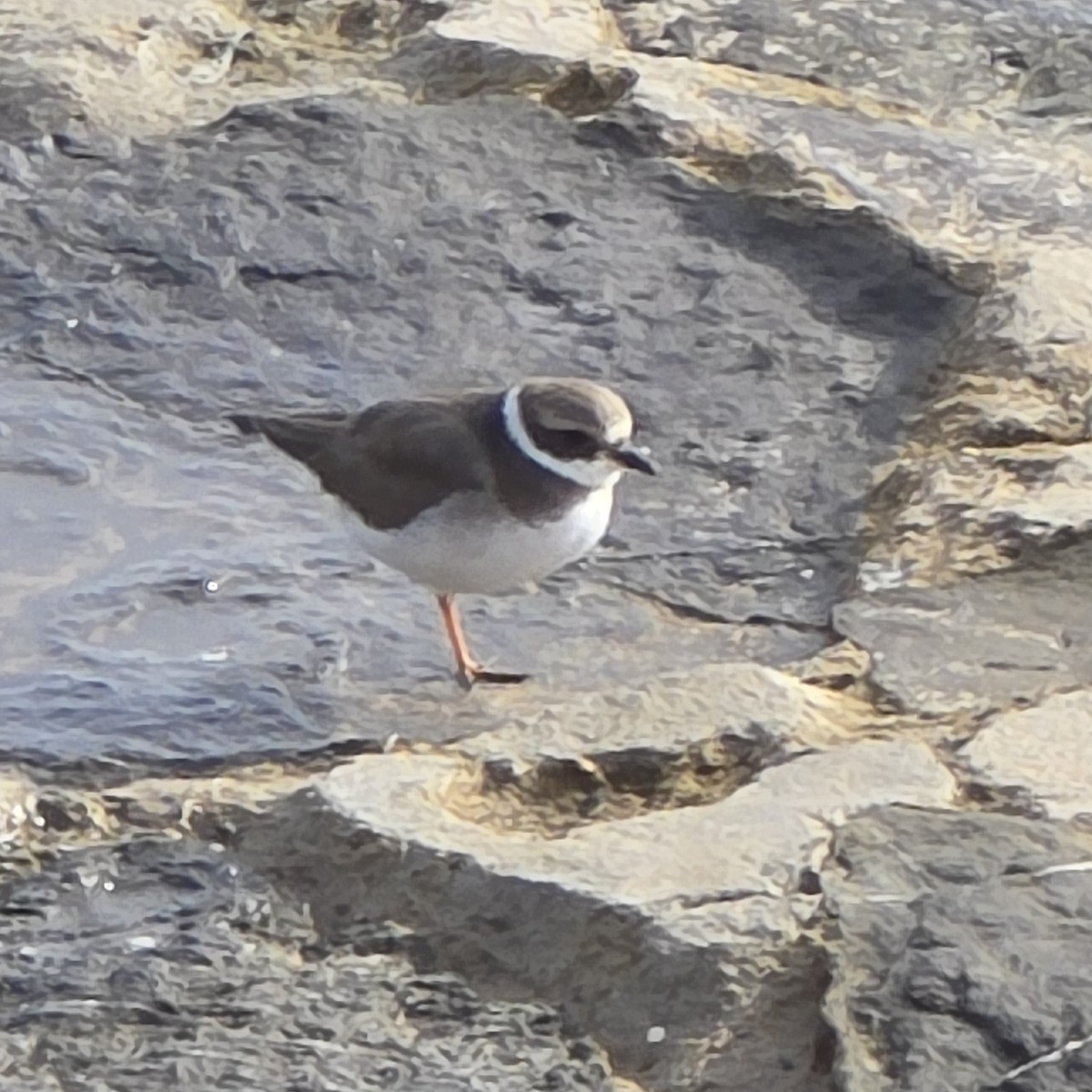 Common Ringed Plover - ML644542212