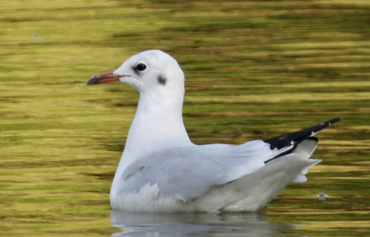 Black-headed Gull - ML644542216