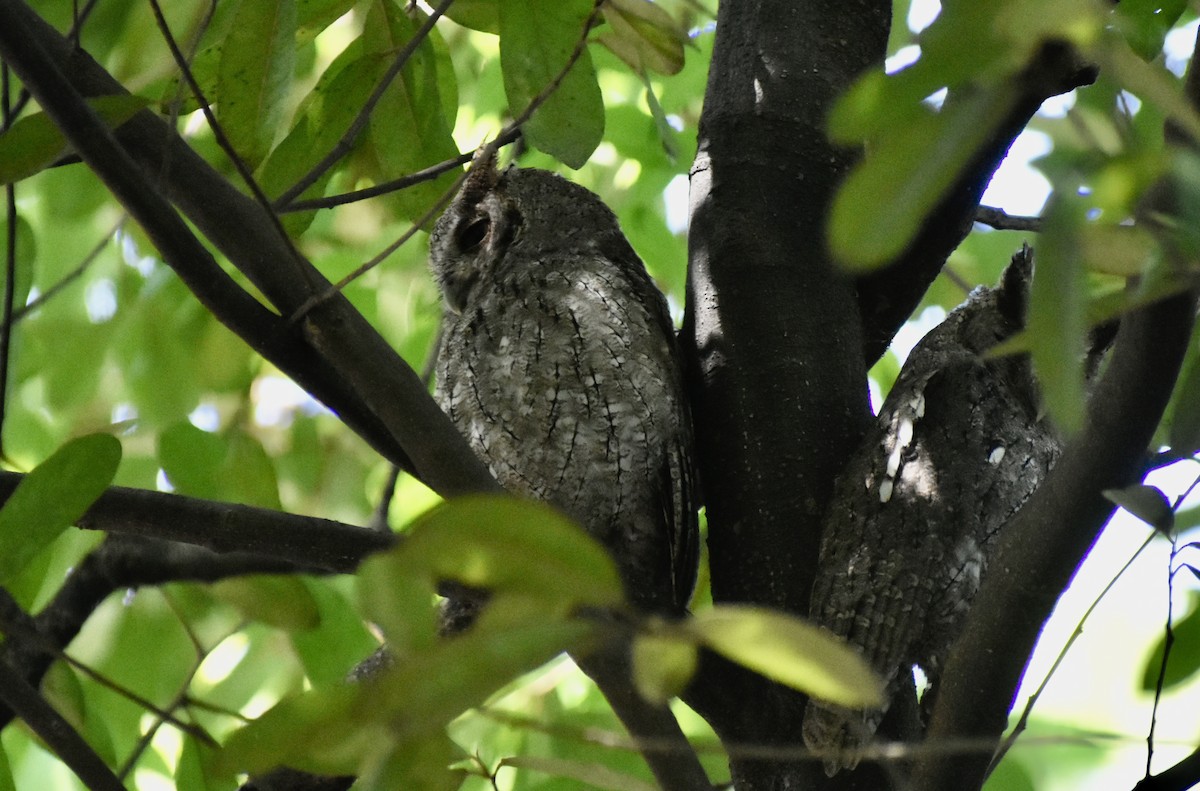 Pacific Screech-Owl - ML644542217