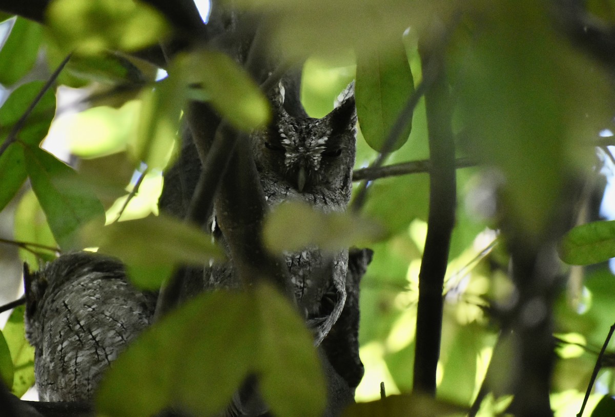 Pacific Screech-Owl - ML644542218