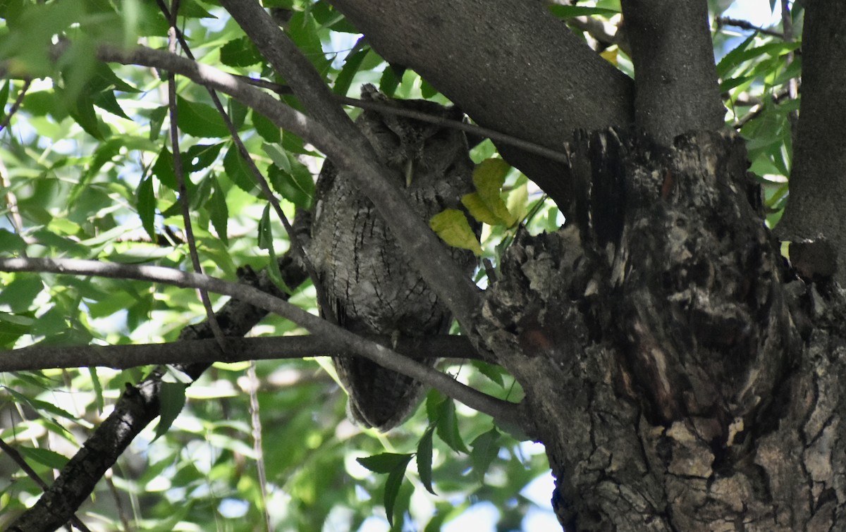 Pacific Screech-Owl - ML644542219