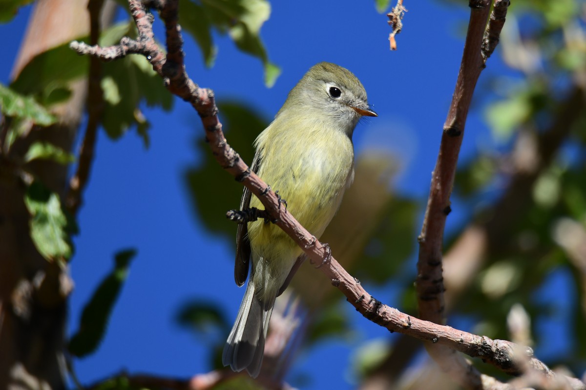 Hammond's Flycatcher - ML644542221