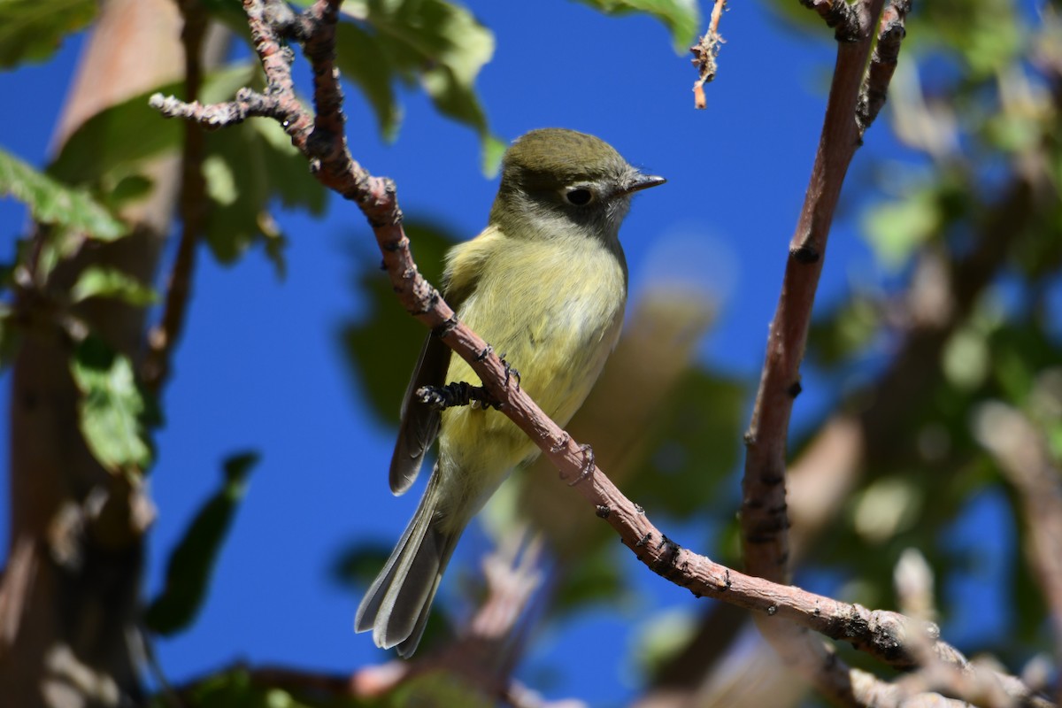 Hammond's Flycatcher - ML644542222