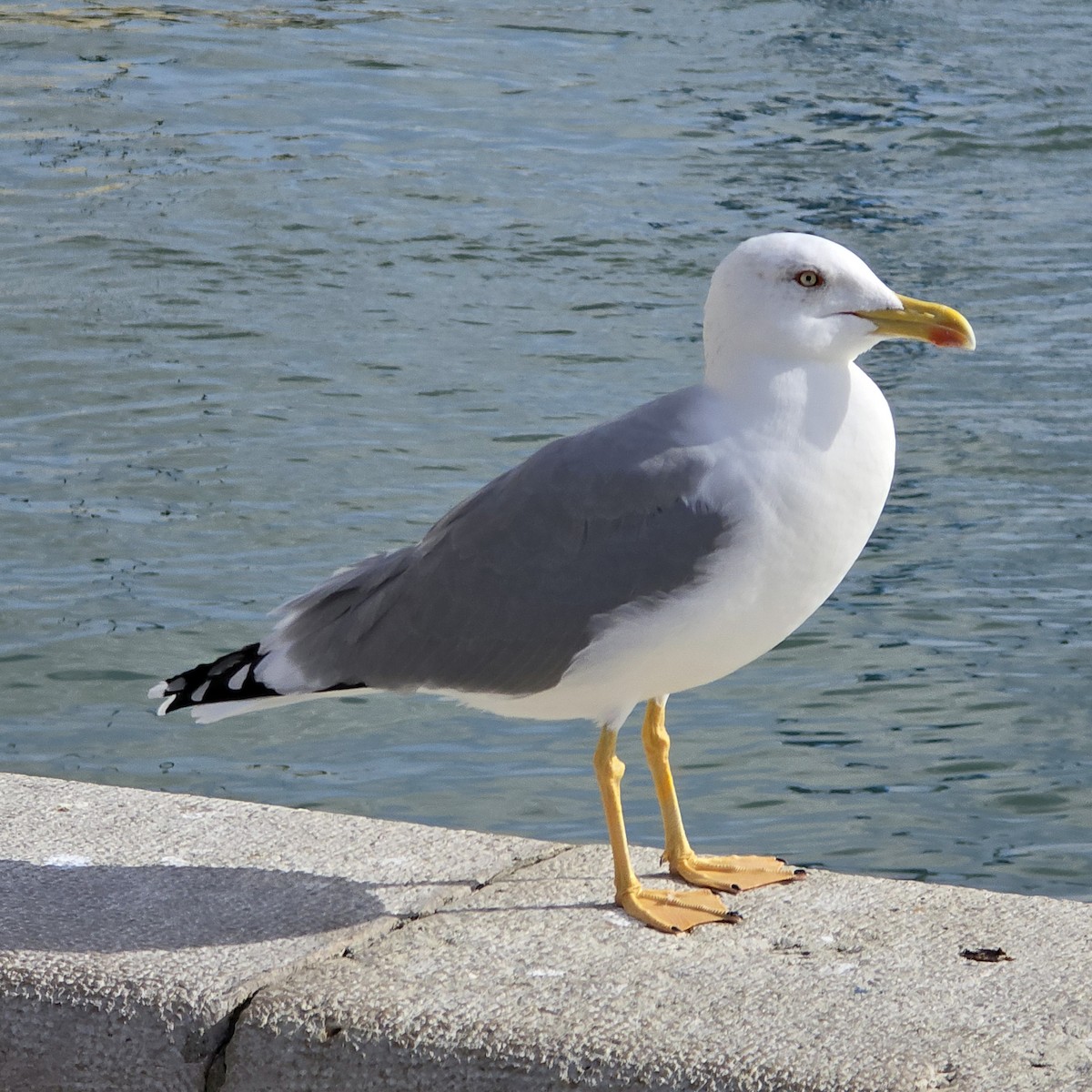 Yellow-legged Gull - ML644542223