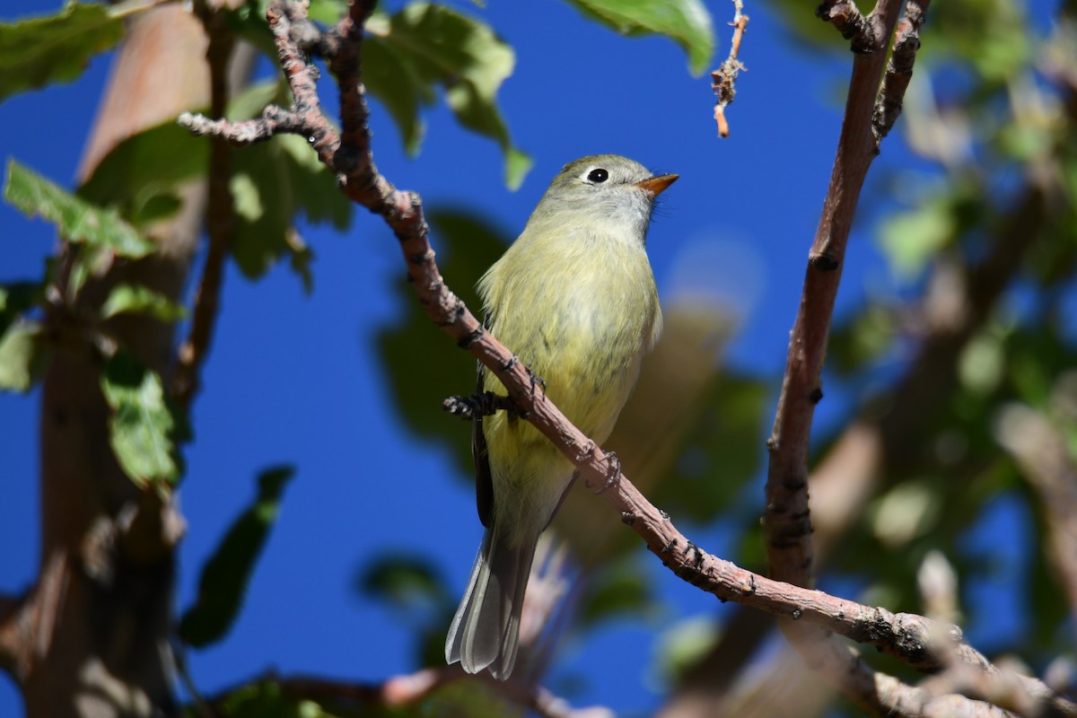 Hammond's Flycatcher - ML644542224