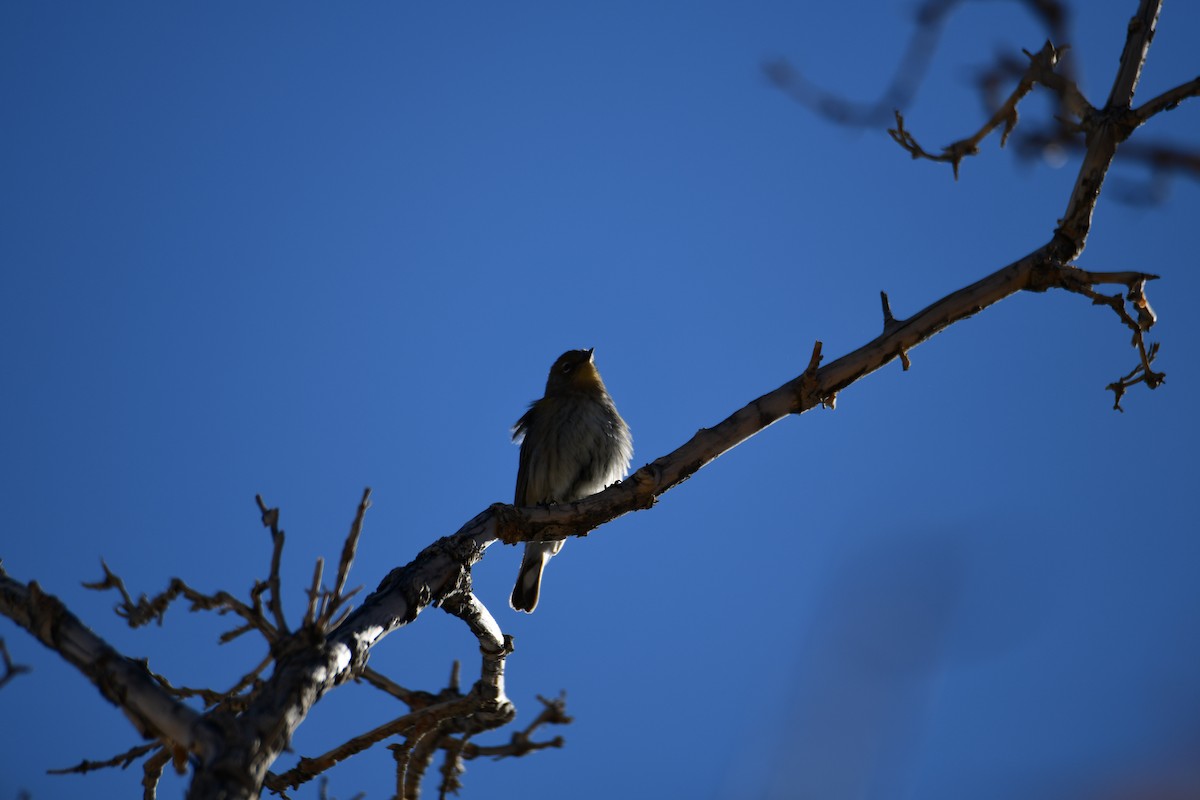 Paruline à croupion jaune - ML644542227