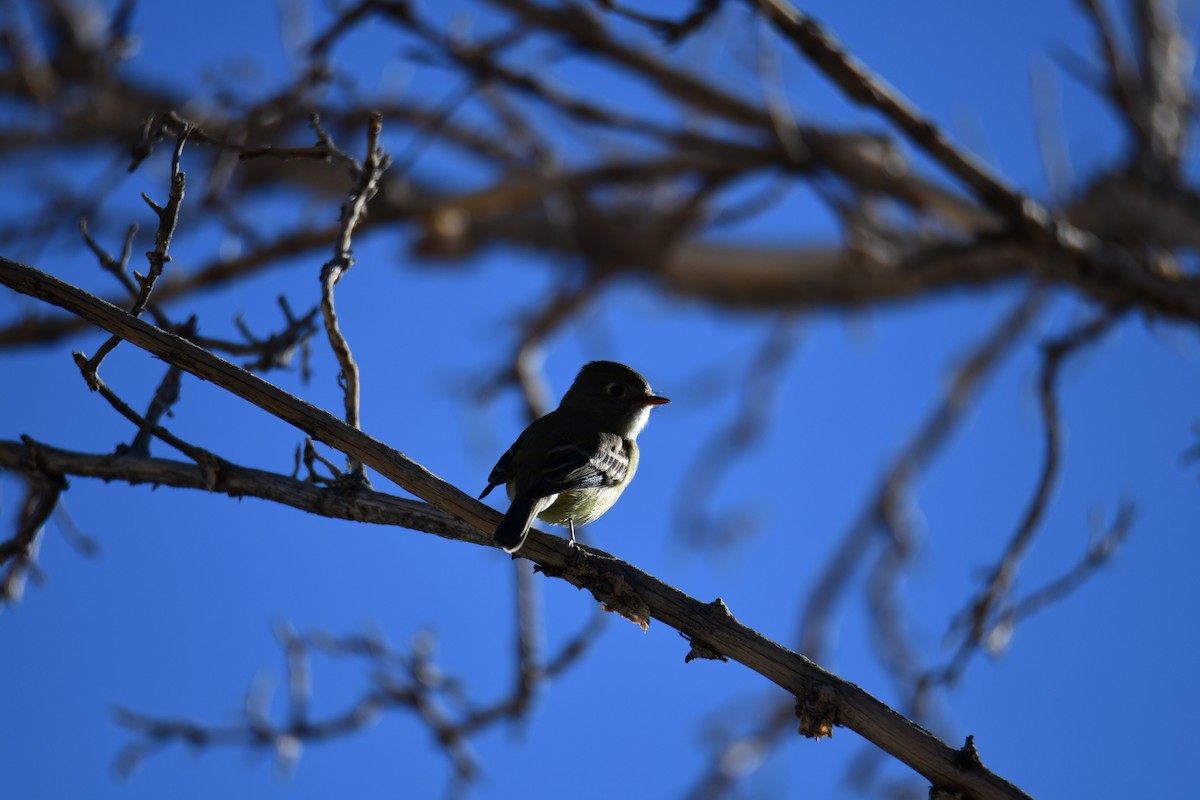 Hammond's Flycatcher - ML644542229