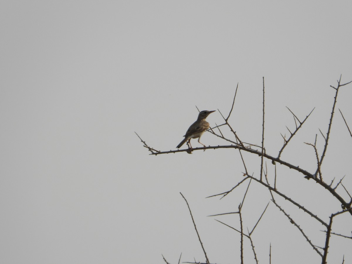 Long-billed Pipit - ML644542231
