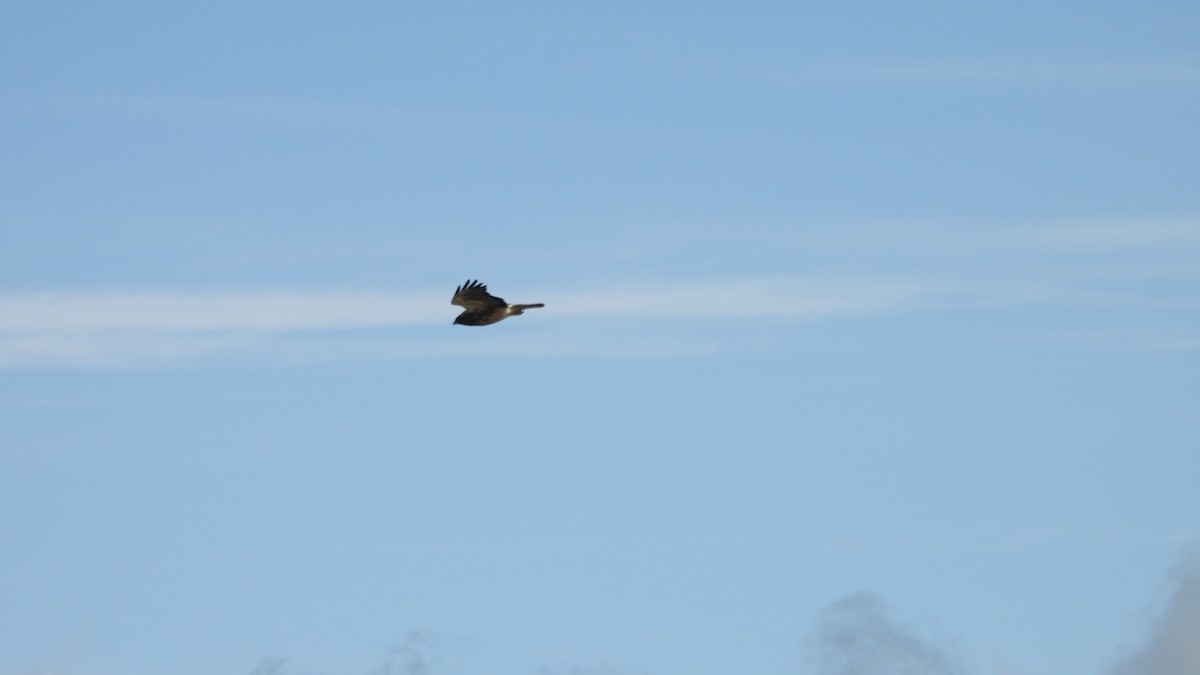 Swainson's Hawk - ML644542235