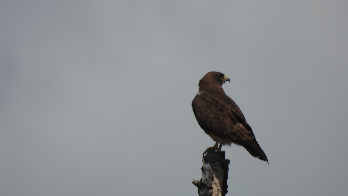 Swainson's Hawk - ML644542236
