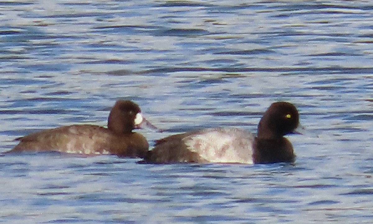 コスズガモ - ML644542238