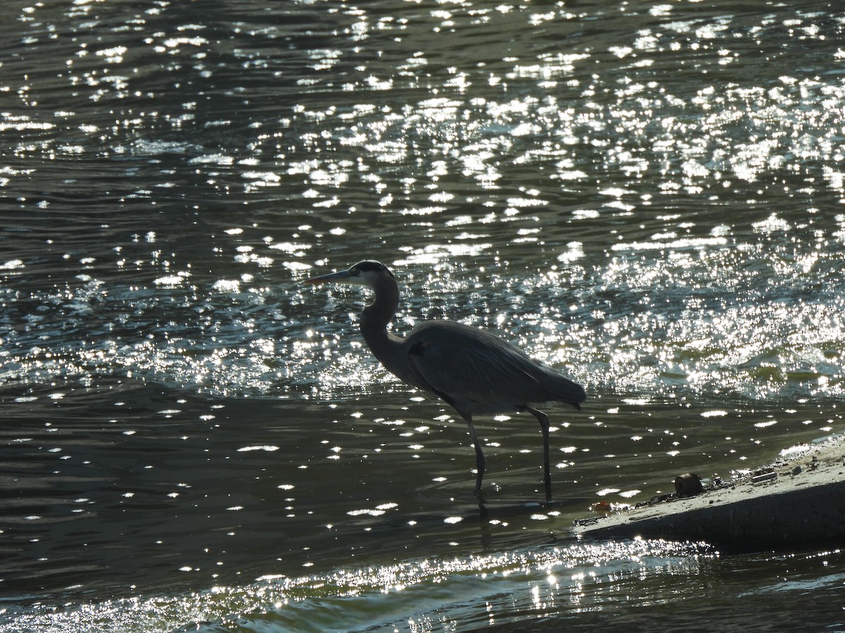 Great Blue Heron - ML644542254