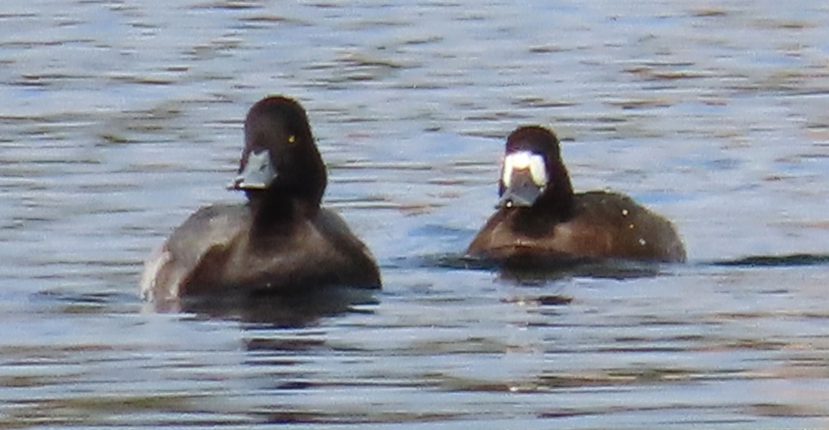 コスズガモ - ML644542255