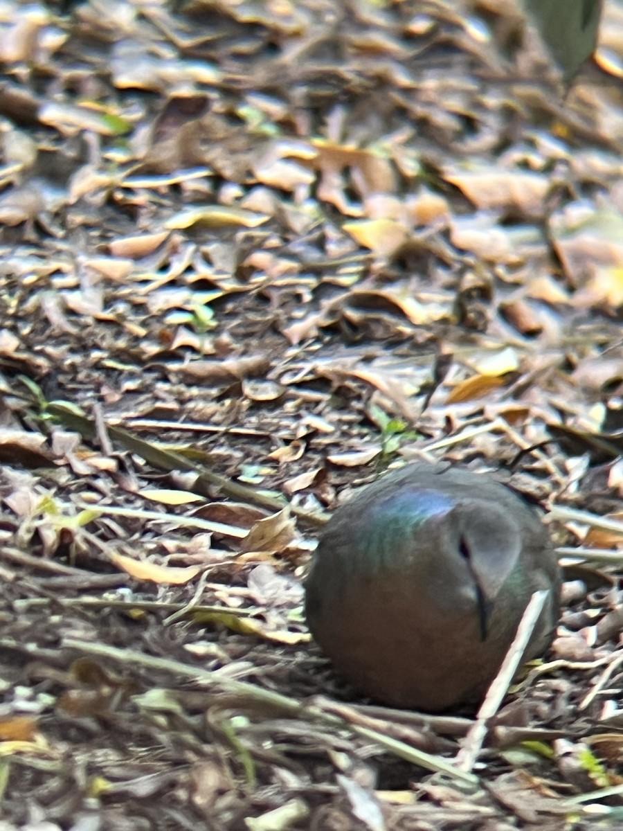 Lemon Dove - ML644542262