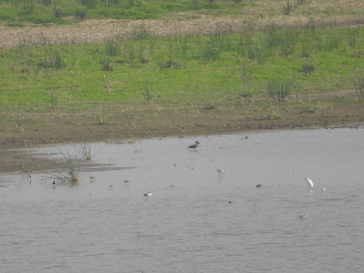 Hamerkop - ML644542263