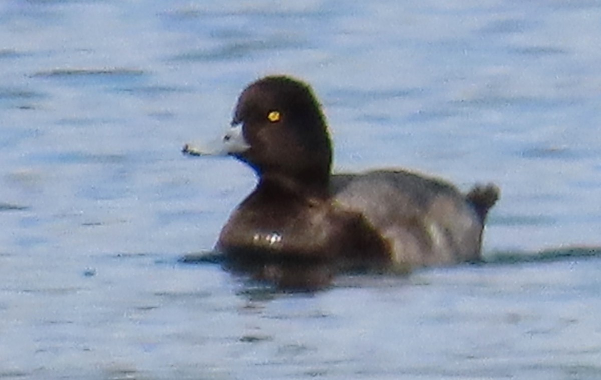 コスズガモ - ML644542266