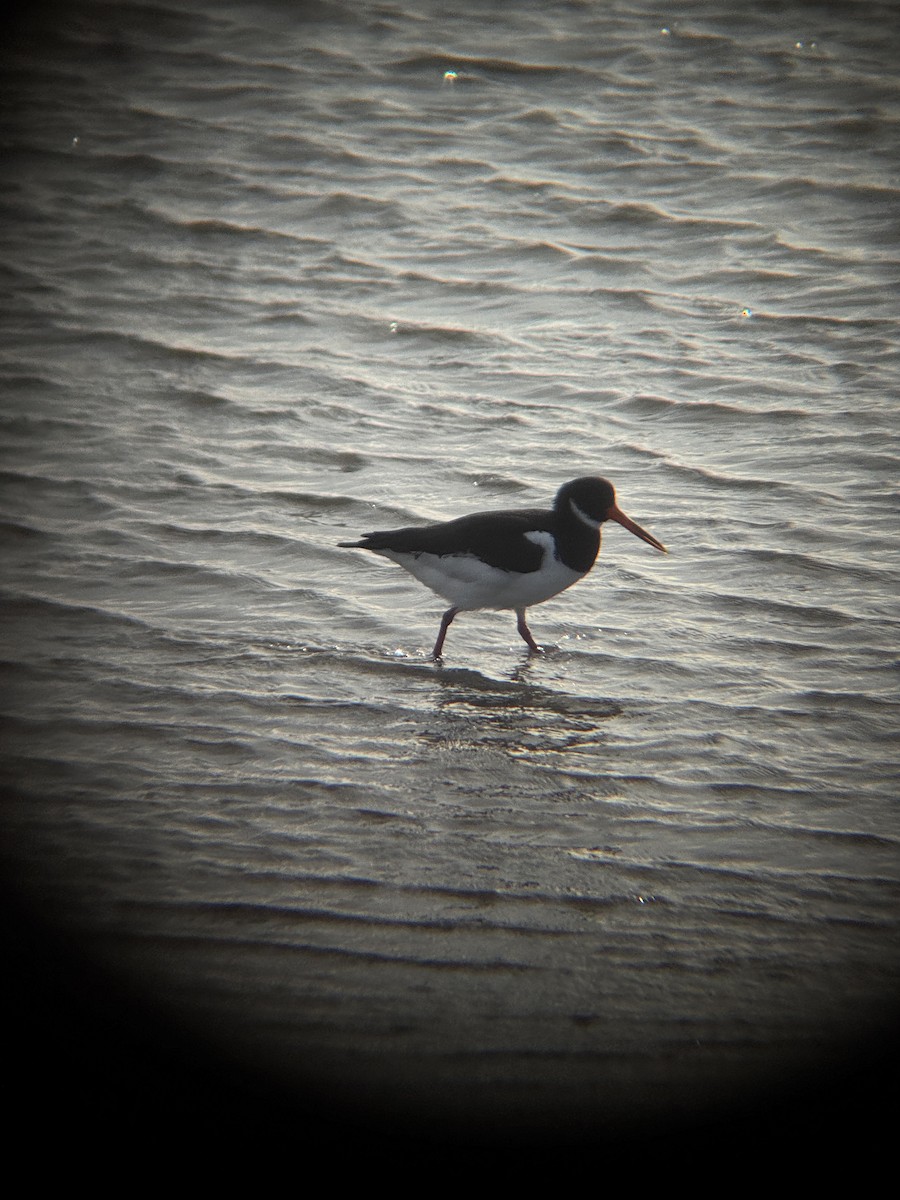 Eurasian Oystercatcher - ML644542270